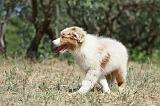 BERGER AUSTRALIEN PUPPIES 272